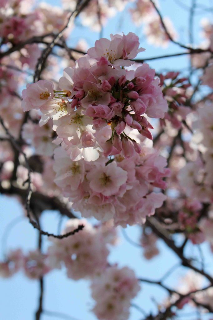 Soaking up the unbelievable cherry blossoms in DC. It's really worth the hype!! | Teaspoon of Nose