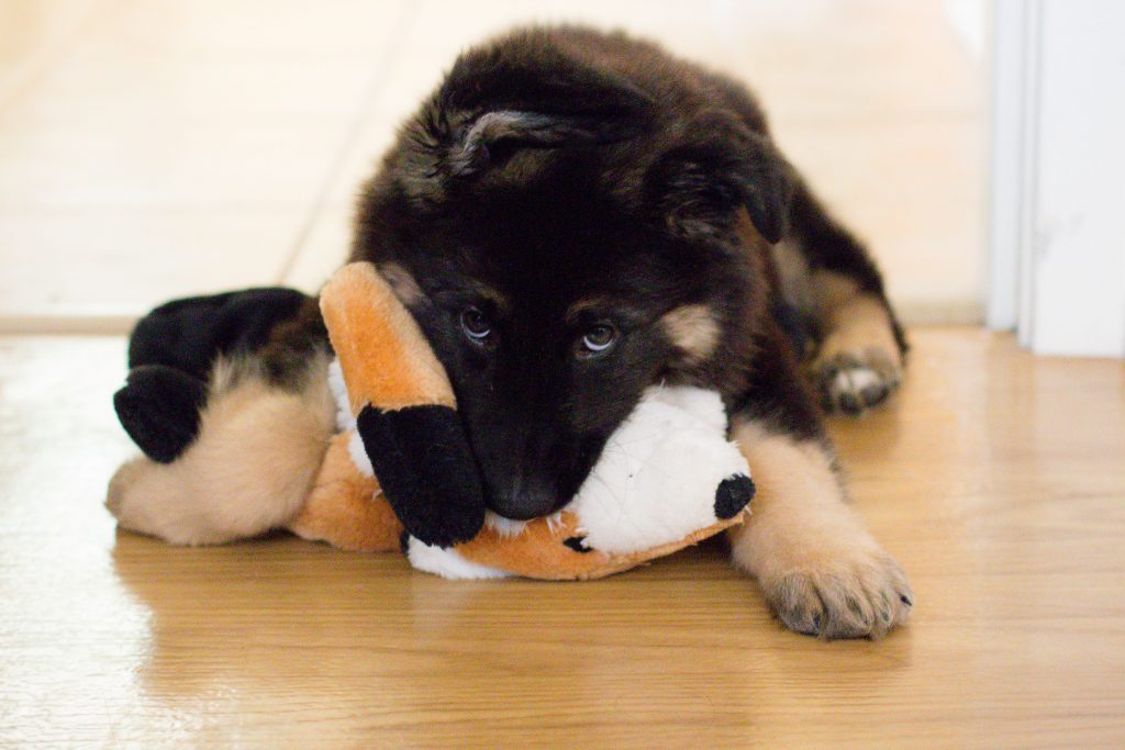 Our German Shepherd puppy is one! Wedge's first birthday | Teaspoon of Nose