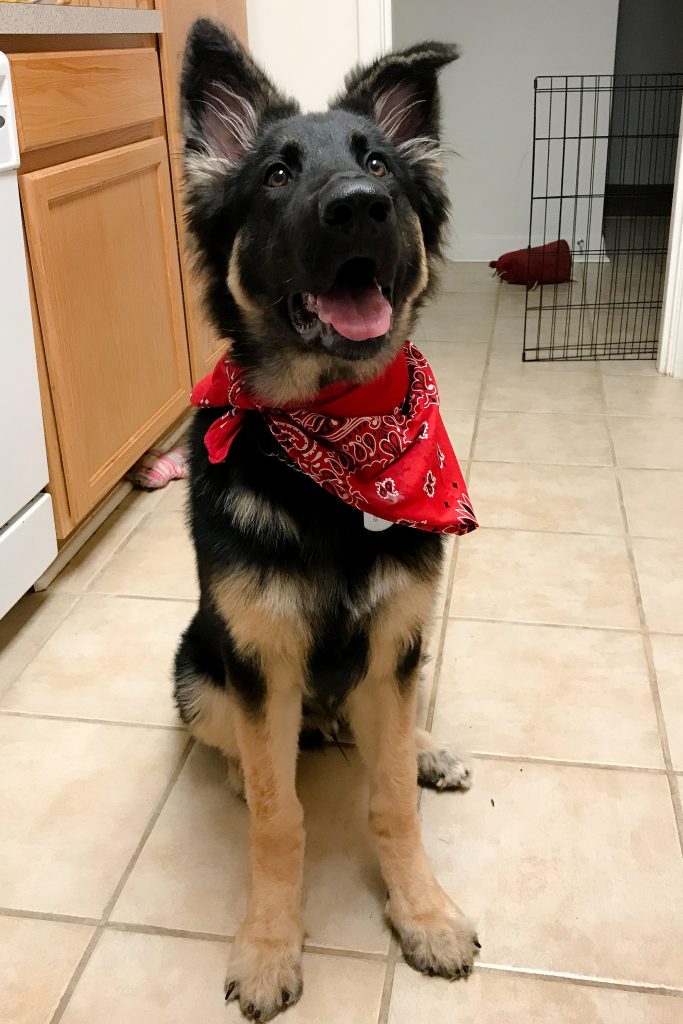 Our German Shepherd puppy is one! Wedge's first birthday | Teaspoon of Nose