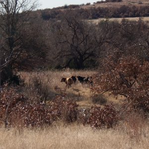 Oklahoma DOES have a mountain! Mt. Scott is in the heart of the Wichita Mountains Wildlife Refuge, and the views are beautiful! | Teaspoon of Nose