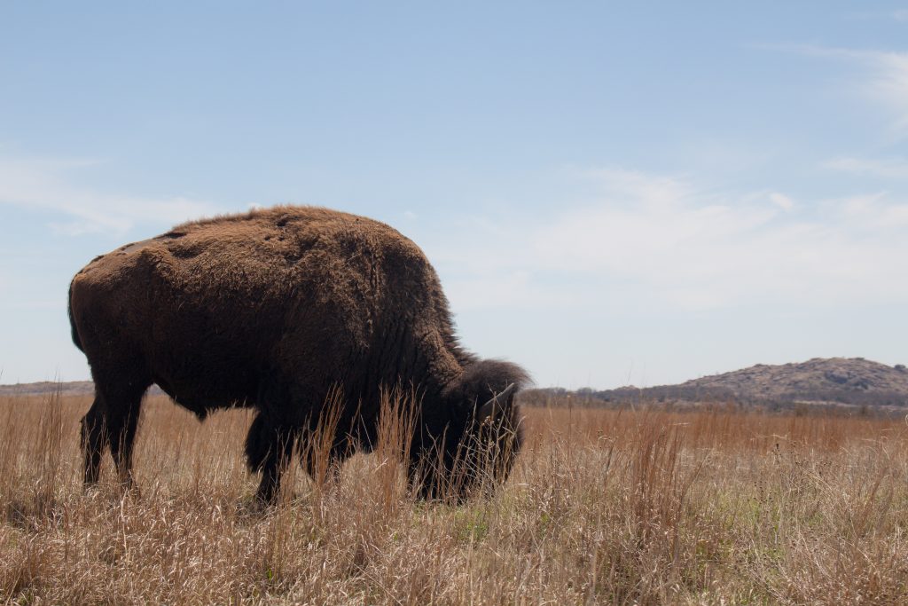 Wichita Mountain Wildlife Refuge's Bison trail is a great longer trail in southwest Oklahoma with plenty of views and a few bison if you're lucky! | Teaspoon of Nose