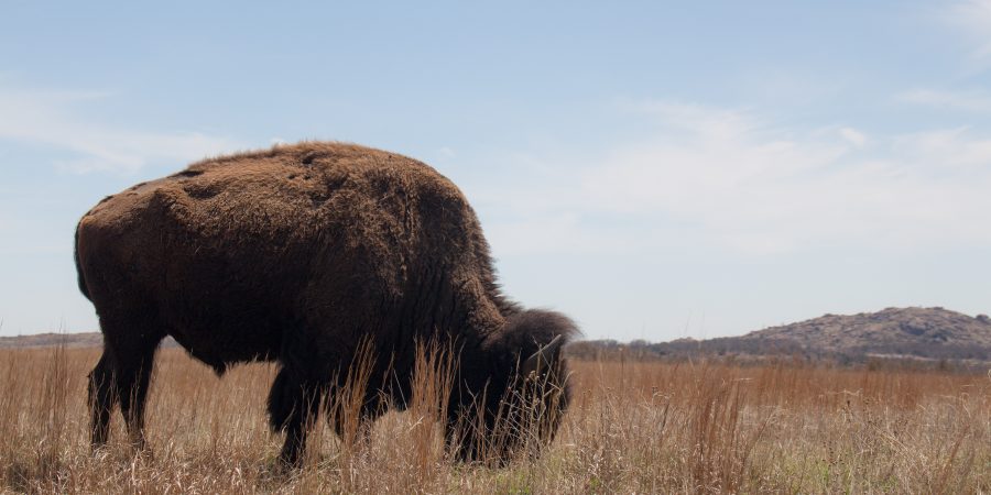 Wichita Mountain Wildlife Refuge's Bison trail is a great longer trail in southwest Oklahoma with plenty of views and a few bison if you're lucky! | Teaspoon of Nose