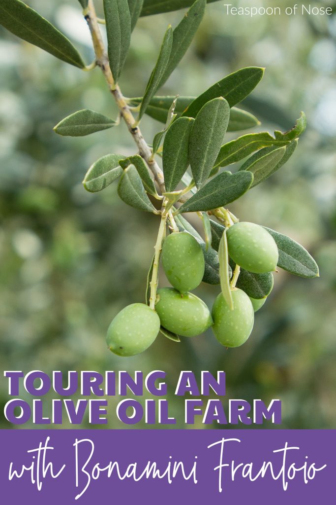 Want a classic Italian experience? Visit my favorite olive oil farm: Bonamini frantoio, just outside Verona.